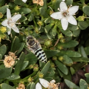 Bembix sp. (genus) (Unidentified Bembix sand wasp) at Acton, ACT by AlisonMilton