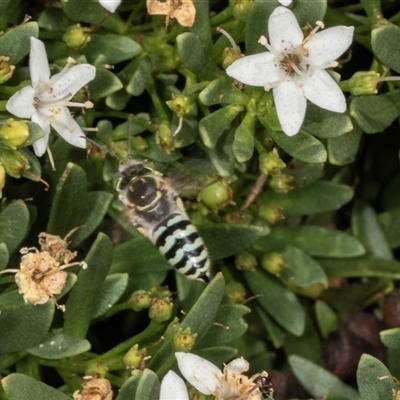 Bembix sp. (genus) (Unidentified Bembix sand wasp) at Acton, ACT - 11 Dec 2024 by AlisonMilton