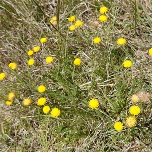 Leptorhynchos squamatus subsp. squamatus (Scaly Buttons) at Gundary, NSW by RobG1