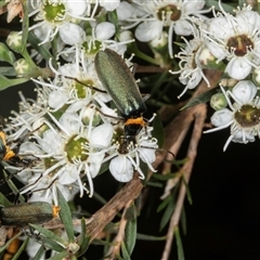 Chauliognathus lugubris (Plague Soldier Beetle) at Acton, ACT - 11 Dec 2024 by AlisonMilton