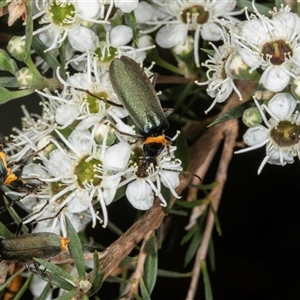 Chauliognathus lugubris (Plague Soldier Beetle) at Acton, ACT by AlisonMilton