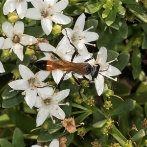 Podalonia tydei (Caterpillar-hunter wasp) at Acton, ACT by AlisonMilton