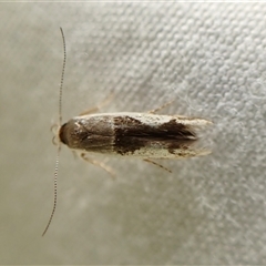 Stathmopoda megathyma (A concealer moth) at Cook, ACT - 18 Jan 2025 by CathB