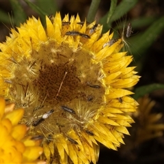 Nysius vinitor (Rutherglen bug) at Acton, ACT - 11 Dec 2024 by AlisonMilton