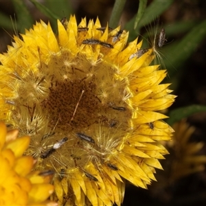 Nysius vinitor (Rutherglen bug) at Acton, ACT by AlisonMilton