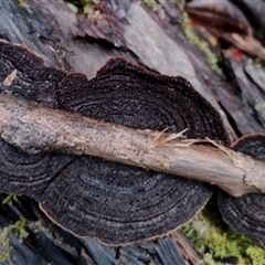 Unverified Other fungi on wood at Bermagui, NSW - 19 Jan 2025 by Teresa
