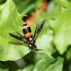 Pterygophorus cinctus (Bottlebrush sawfly) at Higgins, ACT - 18 Jan 2025 by AlisonMilton