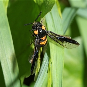 Pterygophorus cinctus at Higgins, ACT - 18 Jan 2025