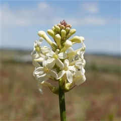 Stackhousia monogyna (Creamy Candles) at Gundary, NSW - 6 Nov 2024 by RobG1