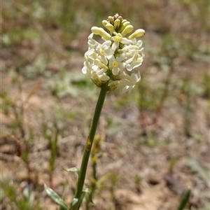 Stackhousia monogyna at Gundary, NSW - 6 Nov 2024 12:21 PM