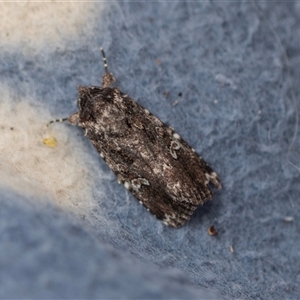 Ectopatria horologa (Nodding Saltbush Moth) at Higgins, ACT by AlisonMilton