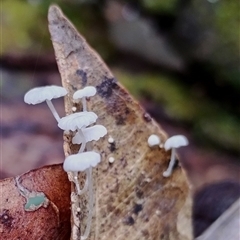 Mycena sp. (genus) at Bermagui, NSW - 19 Jan 2025 10:51 AM