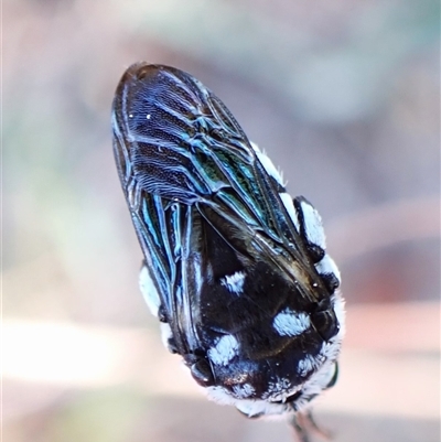 Thyreus caeruleopunctatus (Chequered cuckoo bee) at Cook, ACT - 19 Jan 2025 by CathB