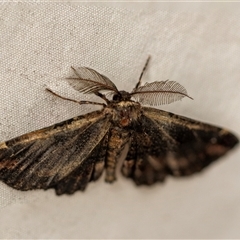 Pholodes sinistraria (Sinister or Frilled Bark Moth) at Higgins, ACT - 18 Jan 2025 by AlisonMilton