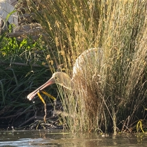 Platalea flavipes at Nicholls, ACT - 17 Jan 2025 07:11 AM