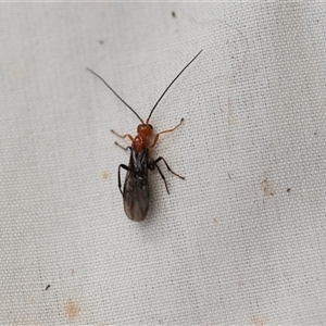 Ichneumonoidea (Superfamily) (A species of parasitic wasp) at Higgins, ACT by AlisonMilton