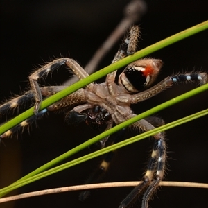 Neosparassus calligaster (Beautiful Badge Huntsman) at Bruce, ACT by NateKingsford