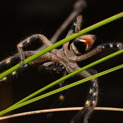 Neosparassus calligaster (Beautiful Badge Huntsman) at Bruce, ACT - 17 Jan 2025 by NateKingsford