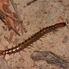 Cormocephalus aurantiipes (Orange-legged Centipede) at Bruce, ACT - 17 Jan 2025 by NateKingsford