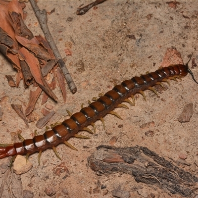 Cormocephalus aurantiipes (Orange-legged Centipede) at Bruce, ACT - 17 Jan 2025 by NateKingsford