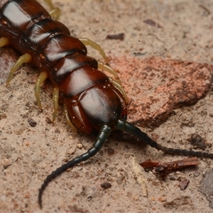 Cormocephalus aurantiipes at Bruce, ACT - 17 Jan 2025 08:16 PM