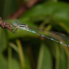 Austrolestes leda at Downer, ACT - 19 Jan 2025 by RobertD