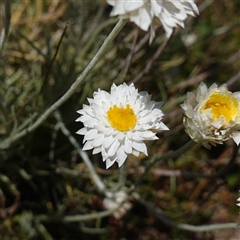 Leucochrysum albicans subsp. tricolor (Hoary Sunray) at Gundary, NSW - 6 Nov 2024 by RobG1