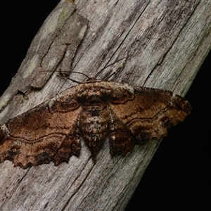 Pholodes sinistraria (Sinister or Frilled Bark Moth) at Bruce, ACT by NateKingsford