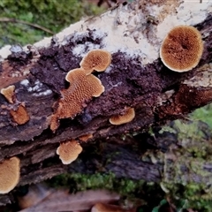 Coltriciella dependens at Bermagui, NSW - 19 Jan 2025 by Teresa