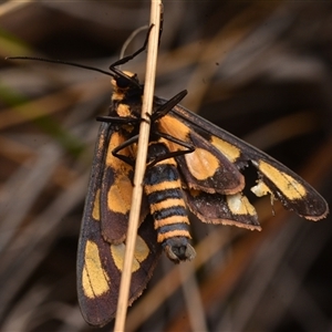 Amata (genus) (Handmaiden Moth) at Bruce, ACT by NateKingsford