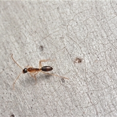 Camponotus claripes (Pale-legged sugar ant) at Bruce, ACT - 17 Jan 2025 by NateKingsford