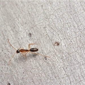 Camponotus claripes at Bruce, ACT - 17 Jan 2025 08:28 PM