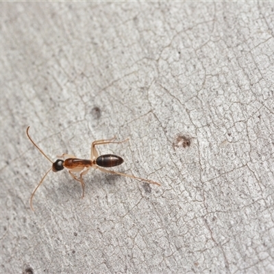 Camponotus claripes (Pale-legged sugar ant) at Bruce, ACT - 17 Jan 2025 by NateKingsford