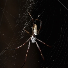 Trichonephila edulis (Golden orb weaver) at Bruce, ACT - 17 Jan 2025 by NateKingsford