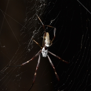 Trichonephila edulis (Golden orb weaver) at Bruce, ACT by NateKingsford