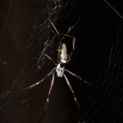 Trichonephila edulis (Golden orb weaver) at Bruce, ACT - 17 Jan 2025 by NateKingsford