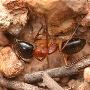 Camponotus nigriceps at Bruce, ACT - 17 Jan 2025 08:33 PM