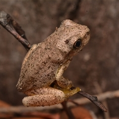 Litoria peronii (Peron's Tree Frog, Emerald Spotted Tree Frog) at Bruce, ACT - 17 Jan 2025 by NateKingsford