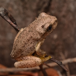 Litoria peronii (Peron's Tree Frog, Emerald Spotted Tree Frog) at Bruce, ACT by NateKingsford