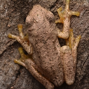 Litoria peronii at Bruce, ACT - 17 Jan 2025 08:43 PM