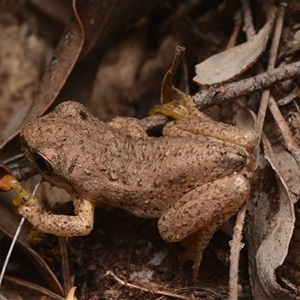 Litoria peronii at Bruce, ACT - 17 Jan 2025 08:43 PM