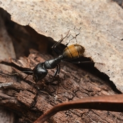 Camponotus aeneopilosus (A Golden-tailed sugar ant) at Bruce, ACT - 17 Jan 2025 by NateKingsford