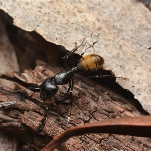 Camponotus aeneopilosus (A Golden-tailed sugar ant) at Bruce, ACT by NateKingsford