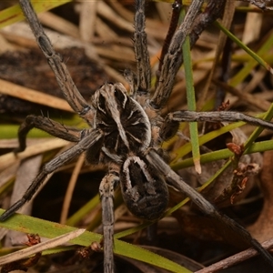 Tasmanicosa sp. (genus) (Tasmanicosa wolf spider) at Aranda, ACT by NateKingsford