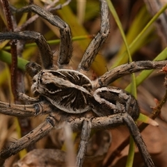 Tasmanicosa sp. (genus) at Aranda, ACT - 17 Jan 2025 08:49 PM