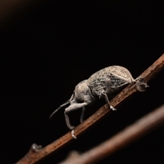 Polyphrades paganus (A weevil) at Bruce, ACT - 17 Jan 2025 by NateKingsford