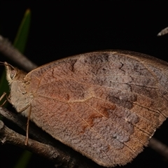 Heteronympha merope (Common Brown Butterfly) at Bruce, ACT - 17 Jan 2025 by NateKingsford