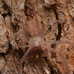 Delena cancerides (Social huntsman spider) at Aranda, ACT - 17 Jan 2025 by NateKingsford