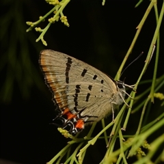 Unidentified Butterfly (Lepidoptera, Rhopalocera) at Aranda, ACT - 17 Jan 2025 by NateKingsford