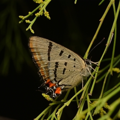 Jalmenus evagoras (Imperial Hairstreak) at Aranda, ACT - 17 Jan 2025 by NateKingsford